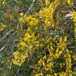Acacia saligna Blomst