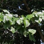 Hibiscus tiliaceus Annet