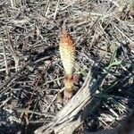 Equisetum fluviatile Blad