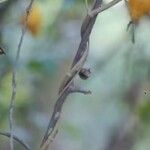 Solanum mammosum Casca