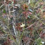 Burmannia capitata Flower