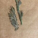 Cryptantha flaccida পাতা