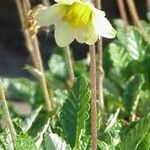 Dryas drummondii പുഷ്പം