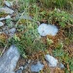 Diphasiastrum alpinum Libunga