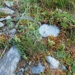 Lycopodium alpinum Plante entière