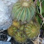 Parodia magnifica Ліст