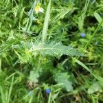 Notobasis syriaca 葉