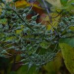Clethra alnifolia Цвят