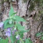 Campanula tracheliumLeaf