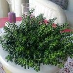 Sedum dasyphyllumКвітка