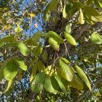Picrodendron baccatum Hoja