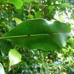 Syzygium aromaticum List