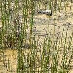 Salicornia bigelovii Feuille