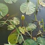 Nymphoides indica Folha