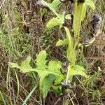 Lactuca biennis Leaf
