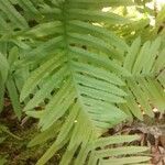 Polypodium cambricum পাতা