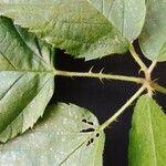 Rubus sulcatus Feuille