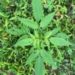 Bidens frondosa Leaf