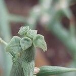 Adenia globosa Blatt