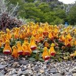 Calceolaria uniflora Blüte