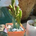 Opuntia monacantha List