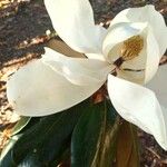 Magnolia grandifloraफूल