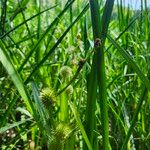 Sparganium americanum Blodyn