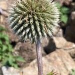 Echinops sphaerocephalusFruit