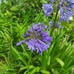 Agapanthus campanulatus Blüte