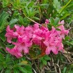 Rhododendron hirsutumFlower