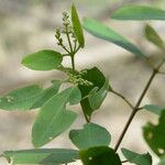 Laguncularia racemosa Folla