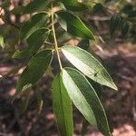 Cassia abbreviata Blad