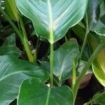 Philodendron martianum Blad