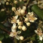 Clausena anisata Flower