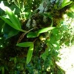 Bulbophyllum densum Hàbitat