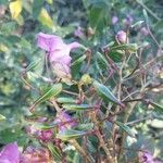 Impatiens glandulifera फल