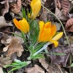 Crocus chrysanthus Květ