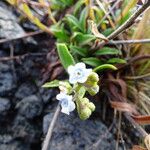 Cynoglossum borbonicum Lorea