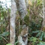 Syzygium cymosum Bark