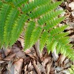 Osmundastrum cinnamomeum Leaf