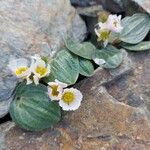 Ranunculus parnassifoliusFlower