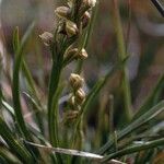 Chamorchis alpina Kwiat