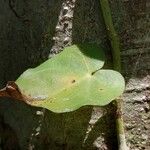 Piper borbonense Leaf