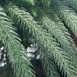 Araucaria nemorosa ᱥᱟᱠᱟᱢ