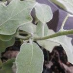 Solanum melongena Folla