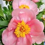 Paeonia mascula പുഷ്പം
