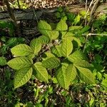 Aralia nudicaulis Folio