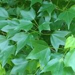 Acer buergerianum Blad