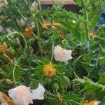 Argemone albiflora Flor