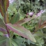 Salix eriocephala Leaf